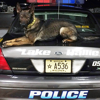 Lake Hallie, Wisconsin's K-9 unit named Kita