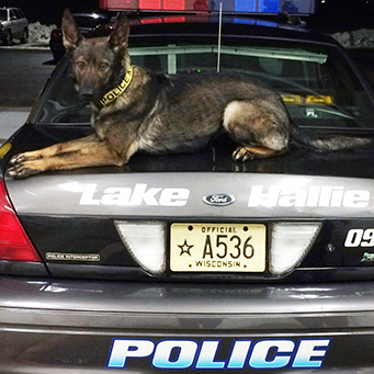 Lake Hallie, Wisconsin's K-9 unit named Kita